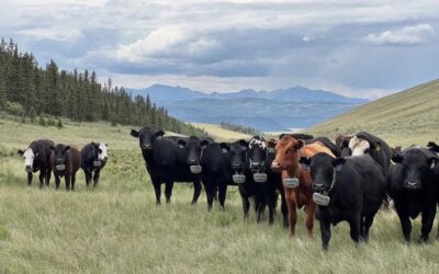 Virtual fencing cattle